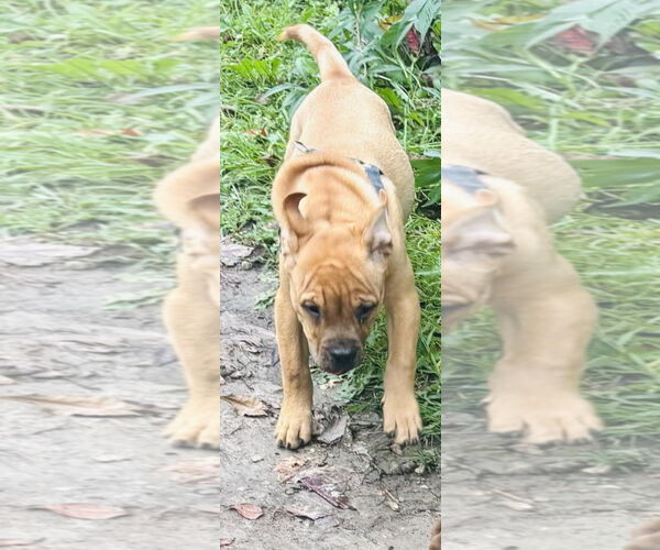Medium Photo #7 American Staffordshire Terrier-Labrador Retriever Mix Puppy For Sale in Princeton, MN, USA