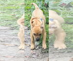 Small #6 American Staffordshire Terrier-Labrador Retriever Mix