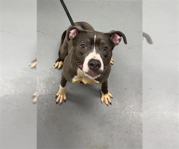 Medium Photo #1 Mutt Puppy For Sale in Peoria, IL, USA