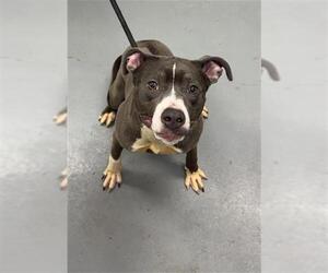 Mutt Dogs for adoption in Peoria, IL, USA