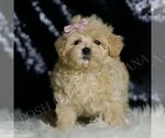 Small #1 Maltipoo