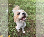 Small #2 Shih-Poo