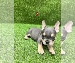 French Bulldog Litter for sale in MINNEAPOLIS, MN, USA