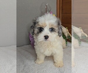 Peke-A-Poo Puppy for sale in JASONVILLE, IN, USA