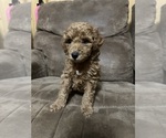 Small Photo #1 Poodle (Miniature) Puppy For Sale in AKELEY, MN, USA