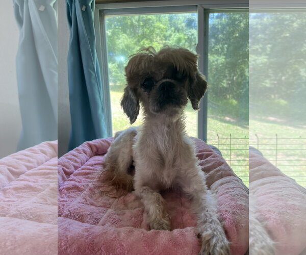 Medium Photo #5 Shih Tzu-Unknown Mix Puppy For Sale in Pacolet, SC, USA