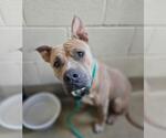 Wilber - Male Mutt Dog for Adoption - Small photo