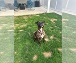 Small #2 Mutt