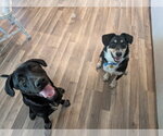 Small #10 Labrador Retriever Mix