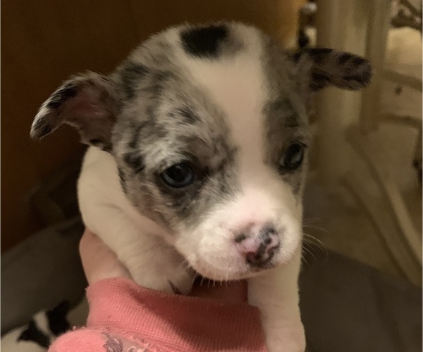 Medium Photo #5 Chihuahua Puppy For Sale in SUGAR CREEK, MO, USA