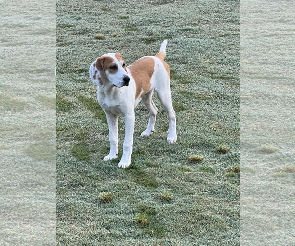 Medium Photo #2 Bagle Hound Puppy For Sale in Ball Ground, GA, USA