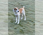 Small #1 Bagle Hound