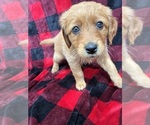 Small #1 Golden Labrador-Goldendoodle Mix