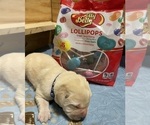 Puppy Lollipop Labrador Retriever