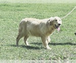 Small Photo #1 Golden Retriever Puppy For Sale in NEOLA, WV, USA