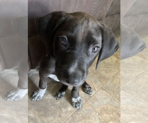 Medium Photo #3 Doberman Pinscher-Unknown Mix Puppy For Sale in Minneaoplis, MN, USA