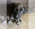 Small #2 Doberman Pinscher Mix