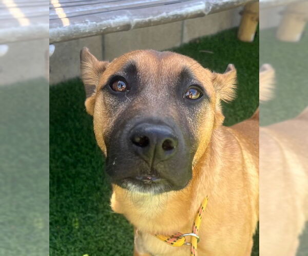 Medium Photo #1 Mutt Puppy For Sale in San Diego, CA, USA