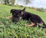 Small #1 German Shepherd Dog