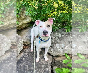 Mutt Dogs for adoption in Rockaway, NJ, USA