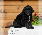 Small #5 Goldendoodle