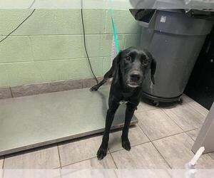 Labrador Retriever-Unknown Mix Dogs for adoption in Grand Prairie, TX, USA
