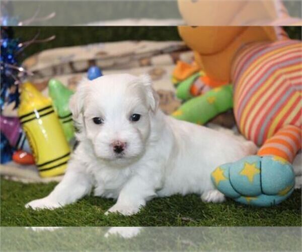 Medium Photo #3 Maltese Puppy For Sale in LONG BEACH, CA, USA