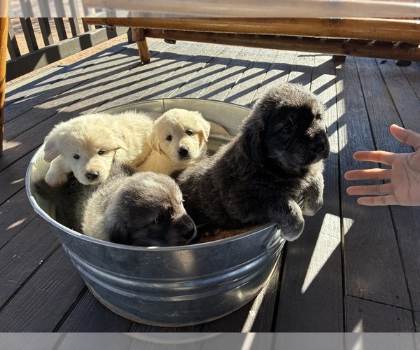 Medium Photo #1 English Cream Golden Retriever-Great Pyrenees Mix Puppy For Sale in HEREFORD, AZ, USA