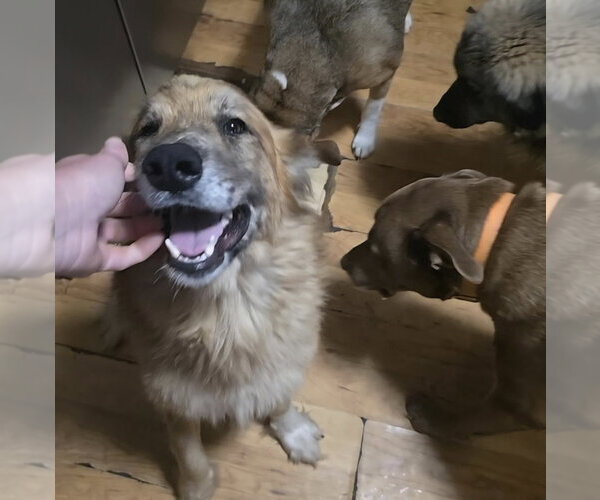 Medium Photo #4 Anatolian Shepherd-Unknown Mix Puppy For Sale in Alexander, AR, USA