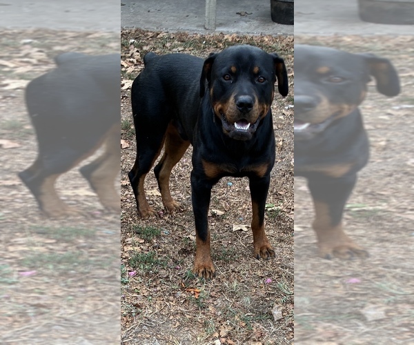 Medium Photo #1 Rottweiler Puppy For Sale in SHELL KNOB, MO, USA