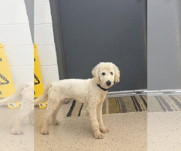 Medium Photo #3 Poodle (Miniature)-Unknown Mix Puppy For Sale in York, SC, USA