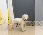 Small #2 Poodle (Miniature) Mix