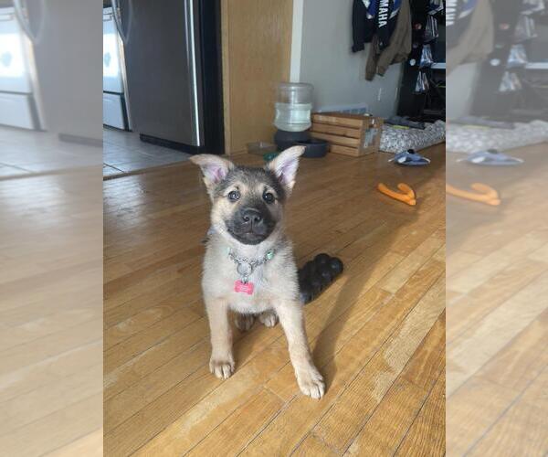 Medium Photo #2 Mutt Puppy For Sale in Andover, MN, USA