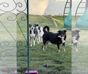 Ms. Willow - Female Mutt Dog for Adoption - Photo #11