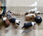 Small Photo #1 Australian Shepherd Puppy For Sale in NEW IBERIA, LA, USA