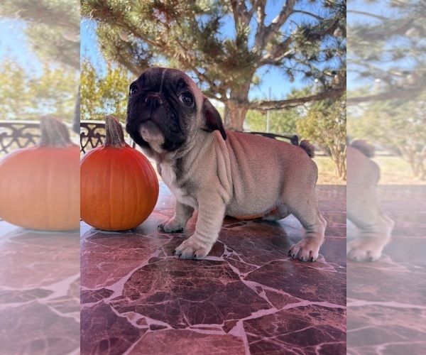 Medium Photo #1 French Bulldog Puppy For Sale in YUCCA VALLEY, CA, USA