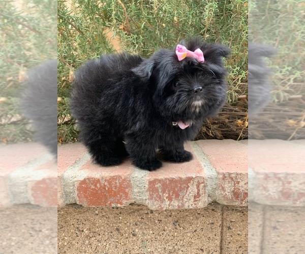 Medium Photo #6 Maltipoo Puppy For Sale in LOS ANGELES, CA, USA