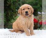 Small #3 Golden Retriever