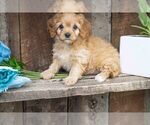 Small Photo #2 Cavapoo Puppy For Sale in SUGARCREEK, OH, USA