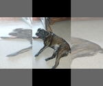 Small #5 Mastiff