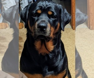 Mother of the Rottweiler puppies born on 12/19/2022