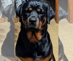 Small Photo #1 Rottweiler Puppy For Sale in HEMINGWAY, SC, USA
