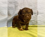 Small #1 Staffordshire Bull Terrier Mix
