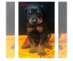 Small Photo #3 Doberman Pinscher Puppy For Sale in SAINT LOUIS, MO, USA