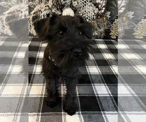 Medium Schnauzer (Miniature)