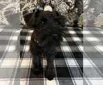 Puppy Kash Schnauzer (Miniature)