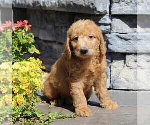 Labradoodle-Poodle (Standard) Mix Puppy for sale in RONKS, PA, USA