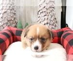 Small Photo #5 Australian Shepherd-Pembroke Welsh Corgi Mix Puppy For Sale in STAFFORD, VA, USA