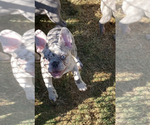 Small Photo #38 French Bulldog Puppy For Sale in SACRAMENTO, CA, USA