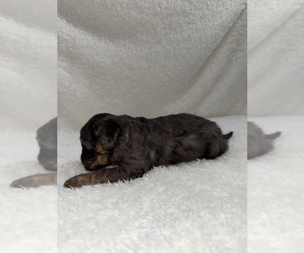 Medium Photo #3 Cavapoo mix (+ Poodle Miniature) Puppy For Sale in MUNFORDVILLE, KY, USA